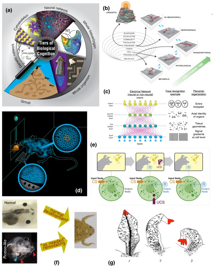 Collective intelligence: A unifying concept for integrating biology across scales and substrates
